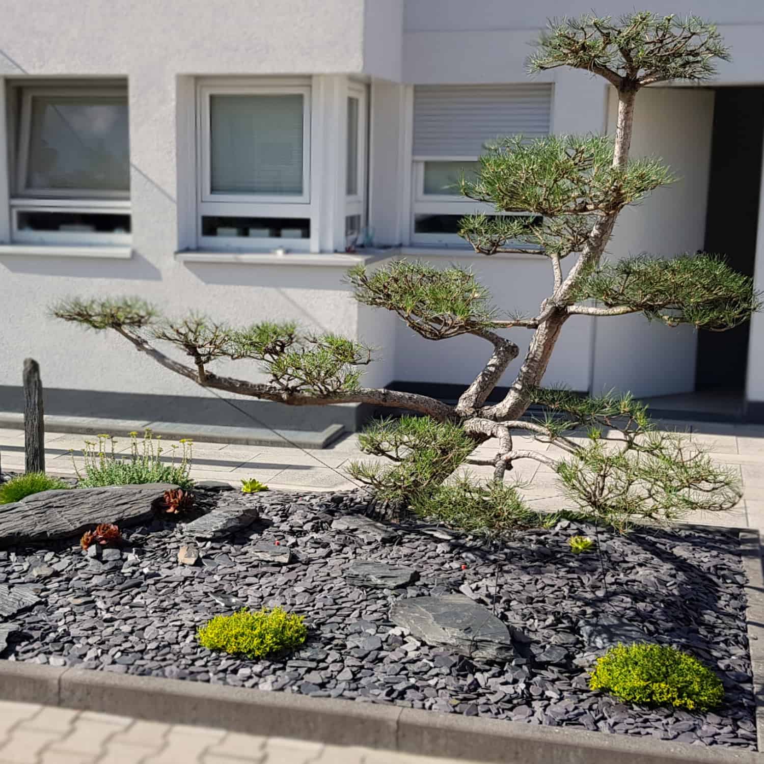 Steinvorgarten mit Baum