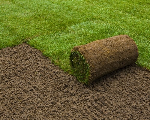 Frisch verlegter Rollrasen